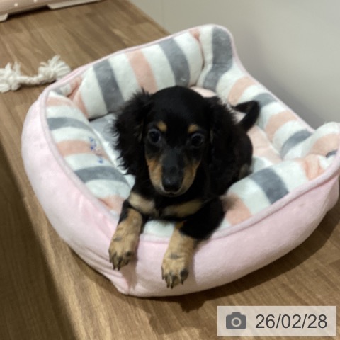 鳥取県のカニンヘンダックスフンド(ロング) (ペッツワン 日吉津店/2025年12月13日生まれ/女の子/ブラックタン)の子犬の3枚目の画像