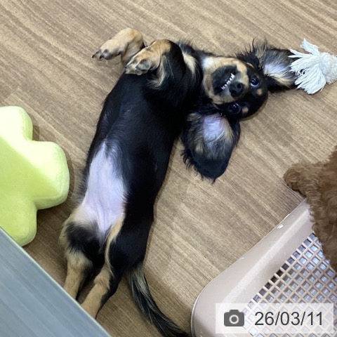 鳥取県のカニンヘンダックスフンド(ロング) (ペッツワン 日吉津店/2025年12月13日生まれ/女の子/ブラックタン)の子犬の3枚目の画像