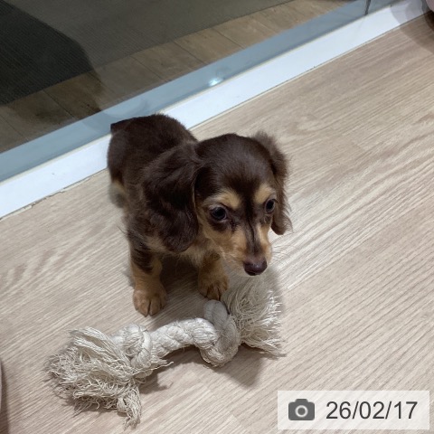 カニーンヘン・ダックスフンドの写真