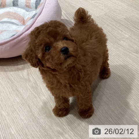 トイ・プードルの写真