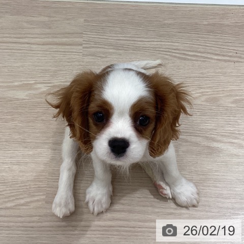 徳島県のキャバリアキングチャールズスパニエル (ペットプラス 徳島店/2025年12月9日生まれ/女の子/ブレンハイム)の子犬の3枚目の画像