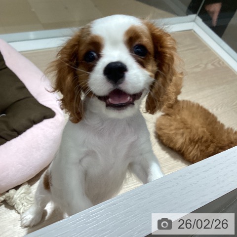 徳島県のキャバリアキングチャールズスパニエル (ペットプラス 徳島店/2025年12月9日生まれ/女の子/ブレンハイム)の子犬の4枚目の画像