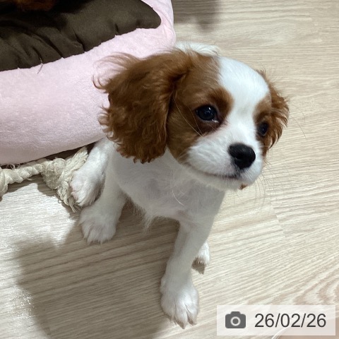 徳島県のキャバリアキングチャールズスパニエル (ペットプラス 徳島店/2025年12月9日生まれ/女の子/ブレンハイム)の子犬の3枚目の画像