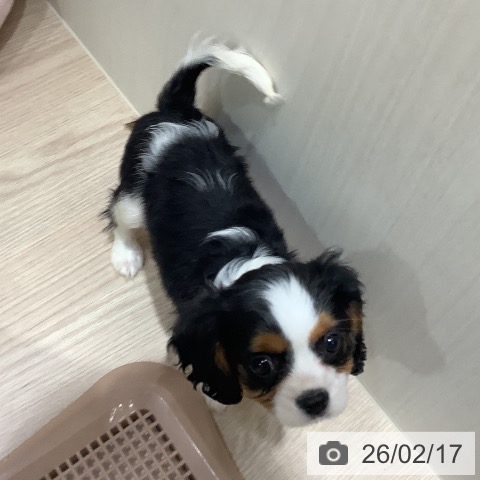 キャバリア・キングチャールズ・スパニエルの写真