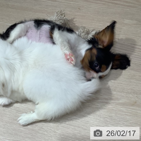 キャバリア・キングチャールズ・スパニエルの写真