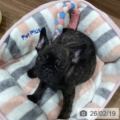 徳島県のフレンチブルドッグ (ペットプラス 徳島店/2025年12月11日生まれ/男の子/ブリンドル)の子犬の4枚目の画像