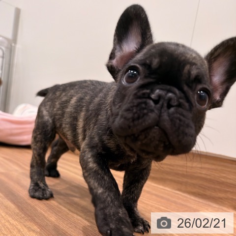 徳島県のフレンチブルドッグ (ペットプラス 徳島店/2025年12月11日生まれ/男の子/ブリンドル)の子犬の3枚目の画像