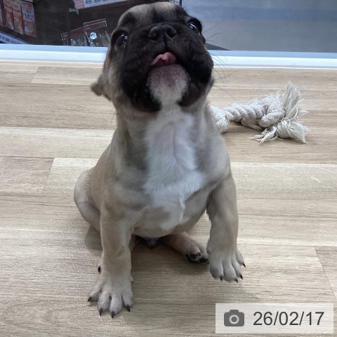 愛媛県のフレンチブルドッグ (ペットプラス 新居浜店/2025年12月11日生まれ/男の子/フォーン)の子犬の4枚目の画像