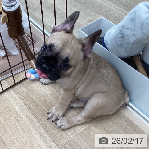 愛媛県のフレンチブルドッグ (ペットプラス 新居浜店/2025年12月11日生まれ/男の子/フォーン)の子犬の3枚目の画像