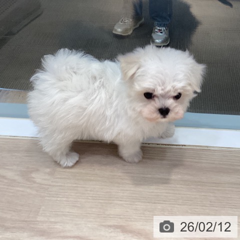 マルチーズの写真