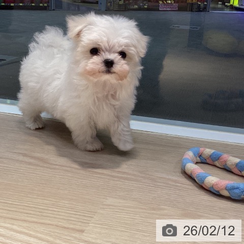 岡山県のマルチーズ (ペットプラス 岡山店/2025年12月13日生まれ/男の子/ホワイト)の子犬の4枚目の画像