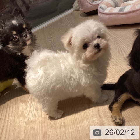 岡山県のマルチーズ (ペットプラス 岡山店/2025年12月13日生まれ/男の子/ホワイト)の子犬の3枚目の画像