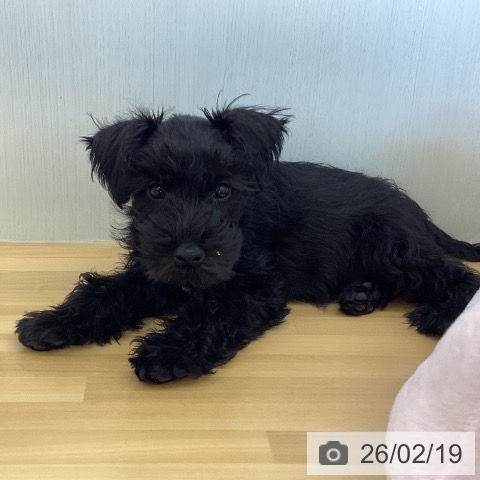 香川県のミニチュアシュナウザー (ペットプラス 高松店/2025年12月11日生まれ/男の子/ブラック)の子犬の4枚目の画像