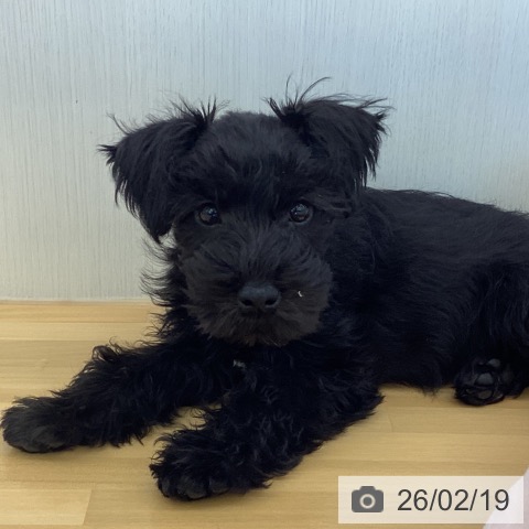 香川県のミニチュアシュナウザー (ペットプラス 高松店/2025年12月11日生まれ/男の子/ブラック)の子犬の3枚目の画像