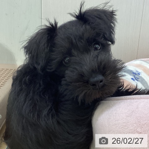 香川県のミニチュアシュナウザー (ペットプラス 高松店/2025年12月11日生まれ/男の子/ブラック)の子犬の4枚目の画像