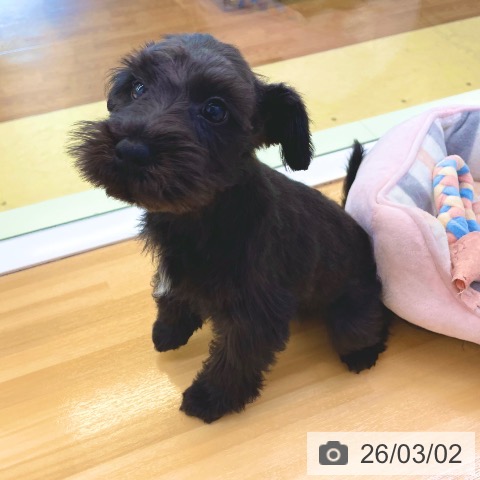 香川県のミニチュアシュナウザー (ペットプラス 高松店/2025年12月11日生まれ/男の子/ブラック)の子犬の3枚目の画像