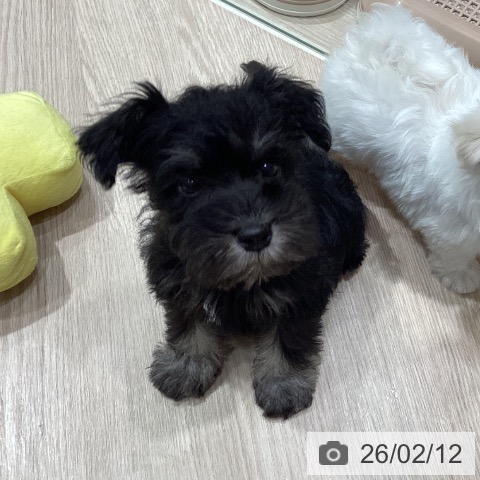 ミニチュア・シュナウザーの写真