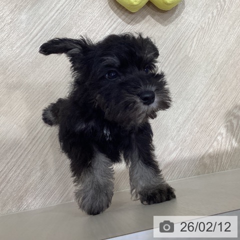 ミニチュア・シュナウザーの写真