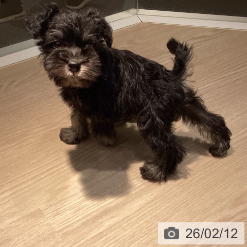 ミニチュア・シュナウザーの写真