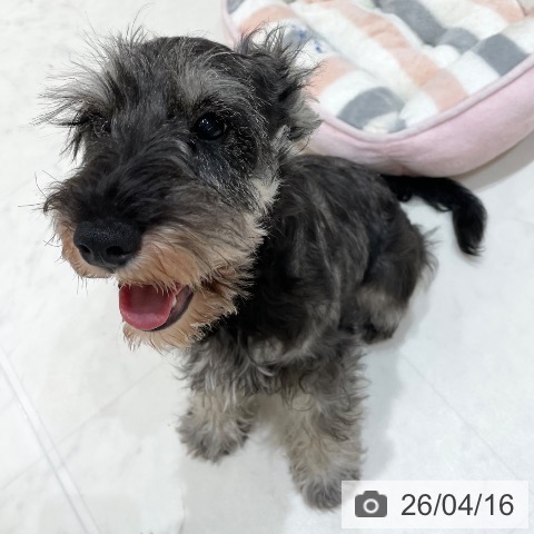 ミニチュア・シュナウザーの写真