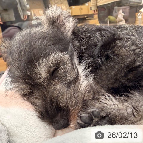 ミニチュア・シュナウザーの写真