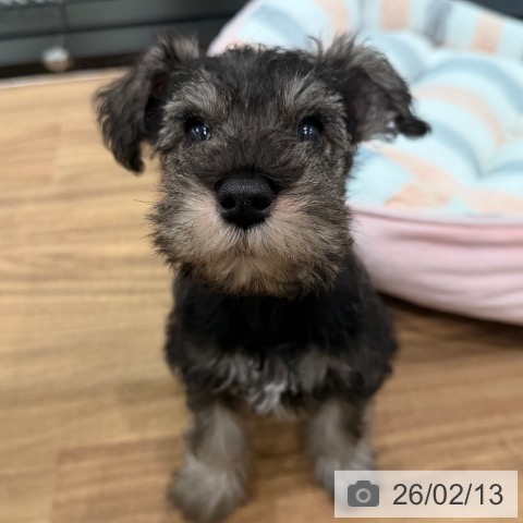 ミニチュア・シュナウザーの写真