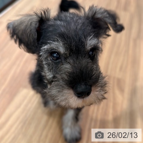 岡山県のミニチュアシュナウザー (ペッツワン 岡山南店/2025年12月11日生まれ/男の子/ソルトペッパー)の子犬の4枚目の画像