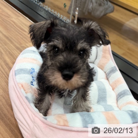 岡山県のミニチュアシュナウザー (ペッツワン 岡山南店/2025年12月11日生まれ/男の子/ソルトペッパー)の子犬の3枚目の画像