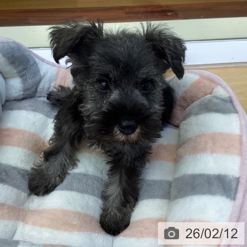 ミニチュア・シュナウザーの写真