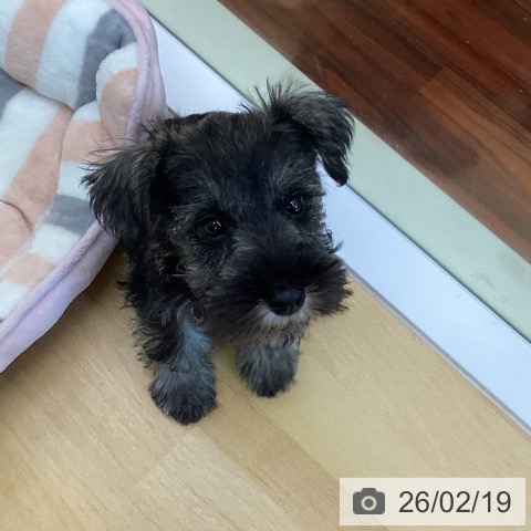 香川県のミニチュアシュナウザー (ペットプラス 綾川店/2025年12月11日生まれ/男の子/ソルトペッパー)の子犬の3枚目の画像