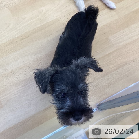 香川県のミニチュアシュナウザー (ペットプラス 綾川店/2025年12月11日生まれ/男の子/ソルトペッパー)の子犬の4枚目の画像