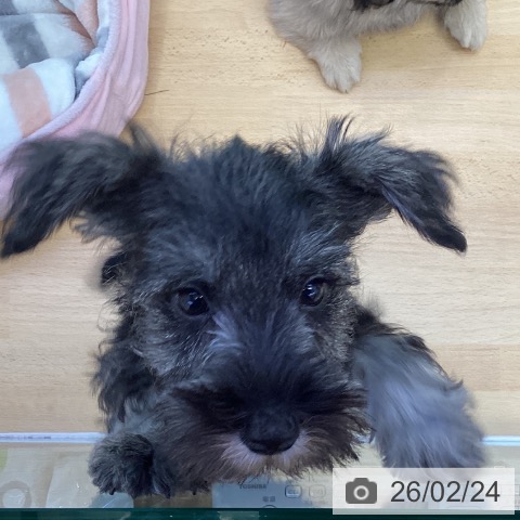 香川県のミニチュアシュナウザー (ペットプラス 綾川店/2025年12月11日生まれ/男の子/ソルトペッパー)の子犬の3枚目の画像