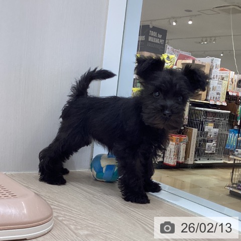 徳島県のミニチュアシュナウザー (ペットプラス 徳島店/2025年12月11日生まれ/女の子/ブラック)の子犬の3枚目の画像