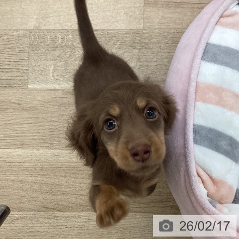 愛媛県のミニチュアダックスフンド(ロング) (ペットプラス 新居浜店/2025年12月14日生まれ/女の子/チョコレートタン)の子犬の3枚目の画像