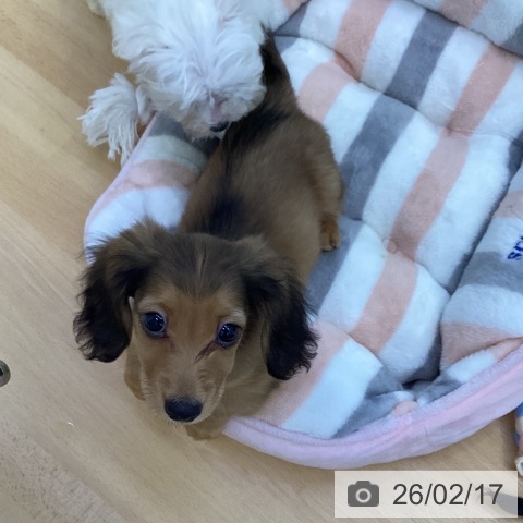 ミニチュア・ダックスフンドの写真