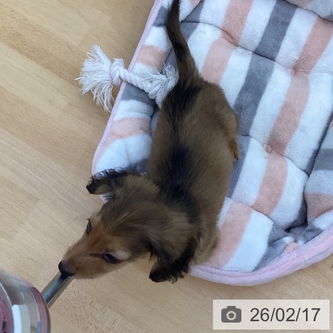 ミニチュア・ダックスフンドの写真