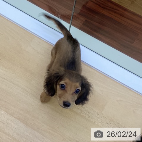 香川県のミニチュアダックスフンド(ロング) (ペットプラス 綾川店/2025年12月12日生まれ/男の子/シェーデットレッド)の子犬の3枚目の画像