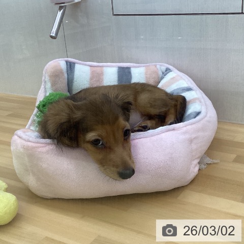 香川県のミニチュアダックスフンド(ロング) (ペットプラス 高松店/2025年12月12日生まれ/男の子/シェーデットレッド)の子犬の3枚目の画像