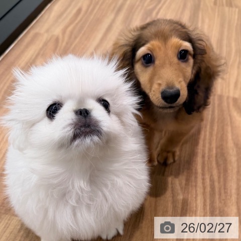 岡山県のミニチュアダックスフンド(ロング) (ペッツワン 岡山南店/2025年12月14日生まれ/男の子/シェーデットレッド)の子犬の4枚目の画像