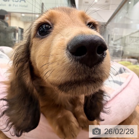 岡山県のミニチュアダックスフンド(ロング) (ペッツワン 岡山南店/2025年12月14日生まれ/男の子/シェーデットレッド)の子犬の3枚目の画像