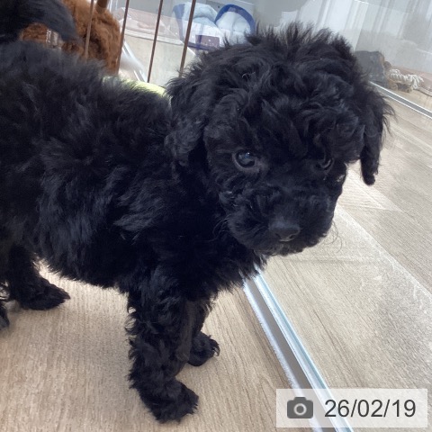 トイ・プードルの写真