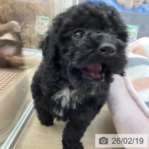 トイ・プードルの写真