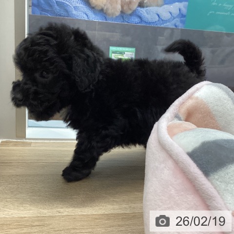 トイ・プードルの写真