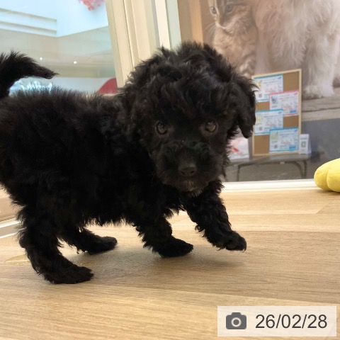 愛媛県のトイプードル(トイ) (ペットプラス 新居浜店/2025年12月17日生まれ/男の子/ブラック)の子犬の4枚目の画像