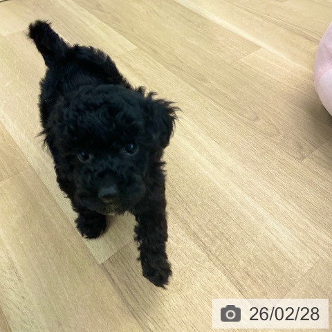 愛媛県のトイプードル(トイ) (ペットプラス 新居浜店/2025年12月17日生まれ/男の子/ブラック)の子犬の3枚目の画像