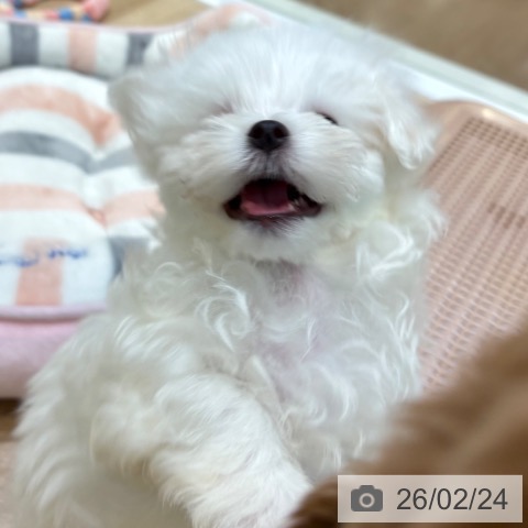 マルチーズの写真