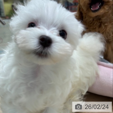 マルチーズの写真