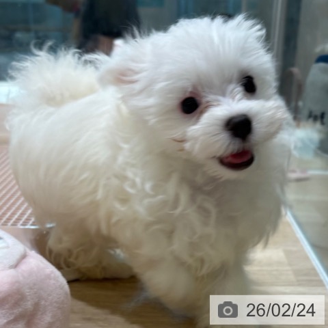 マルチーズの写真