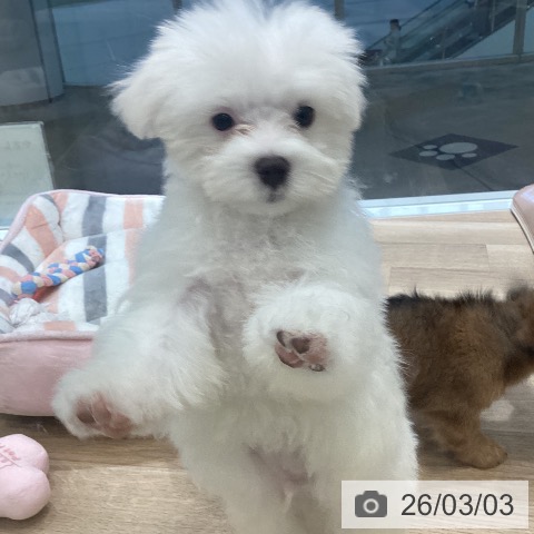 マルチーズの写真