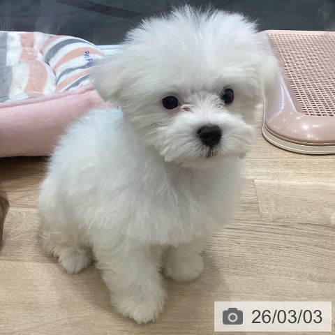 マルチーズの写真